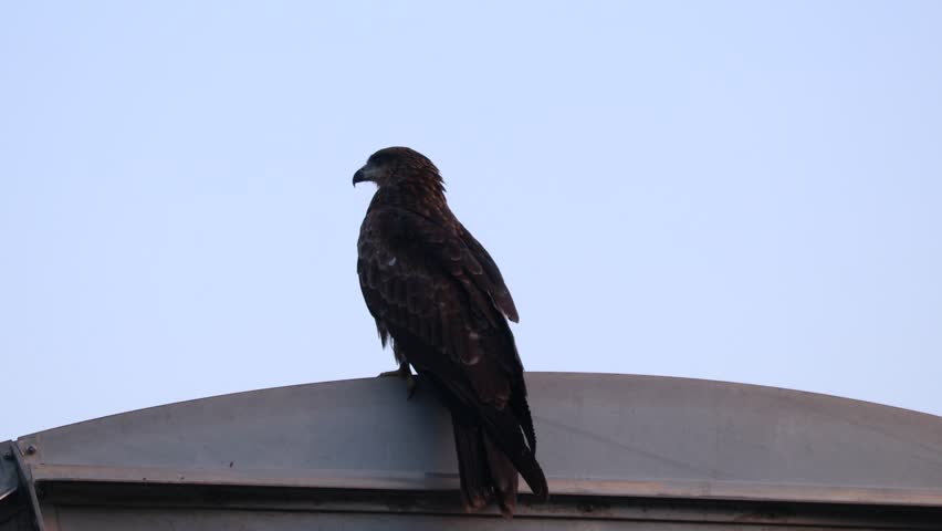 A kite bird perched on top of a dry tree branch. Black kite resting in various places. The birds silhouette. Dramatic4K clips. Multiple screens.