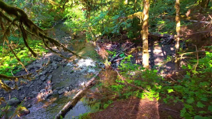 A beautiful view of ancient, moss-covered forest trees on a peaceful summer morning in Olympic National Park