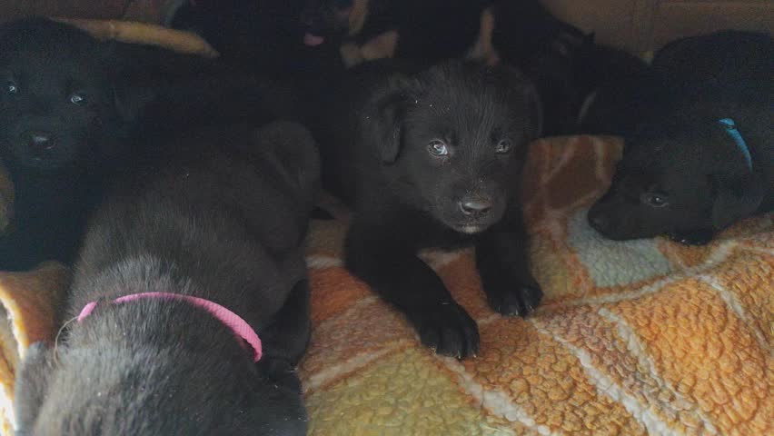 Puppies in a box. Dog shelter. A little black mongrel puppy and his friends. Animal home. Dogs adopt.