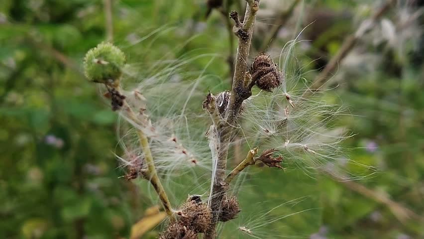 Prairie Smoke, Geum triflorum, unique appearance, feathery seed, wisps of smoke,
reddish pink flowers, Spring, 

Ismall plant, rock gardens, flower beds, 

 vibrant shades red, orange,  purple,  fall,