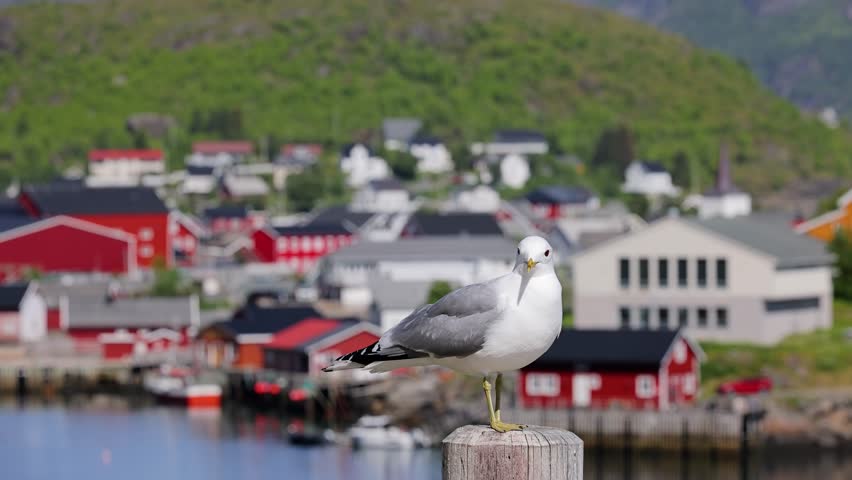 Seagull in front of the small town of Reine in the Lofoten Islands in Northern Norway.