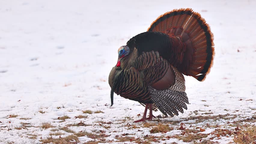 Wild Turkey in the the snow in Minnesota