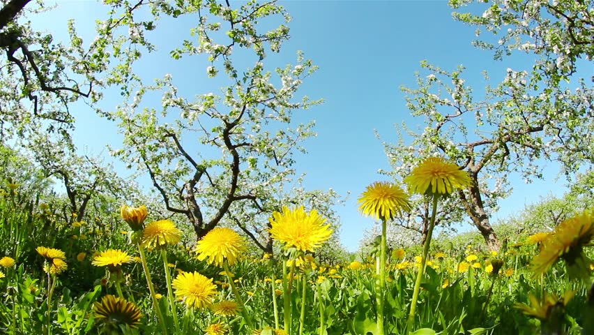 dandelions in the apple orchard, shooting at fisheye