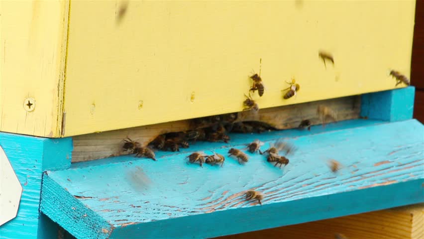 Bees fly into the hive
