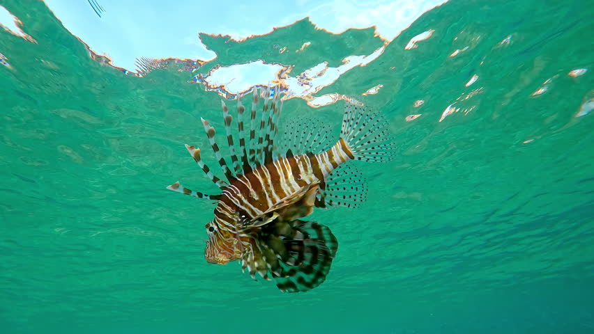 Lion-fish swimming from water surface down to sandy bottom. Close-up of Common Lionfish or Red Lionfish (Pterois volitans) swims on shallows