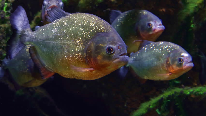 Pygocentrus nattereri. A group of Red-bellied Piranhas school together in a dark aquarium. The fish display their characteristic silvery bodies and reddish-orange lower coloring