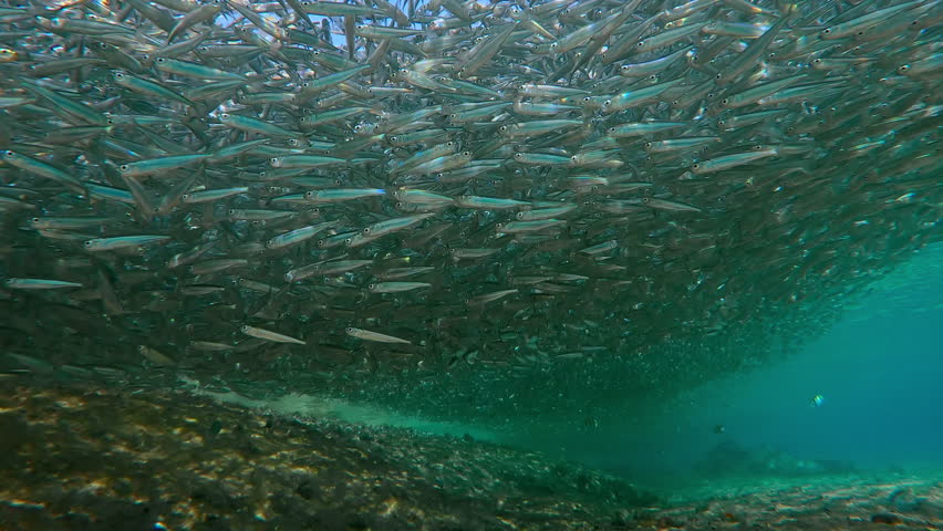 Numerous Hardyhead Silversides form long, tight shoal, creating vast super-school before spawning run. Plurality Atherina, silvering in sunlight, floats in sandy shallows within coastal waters