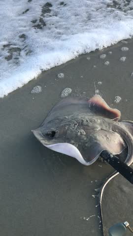 Stingray catch and release surf fishing