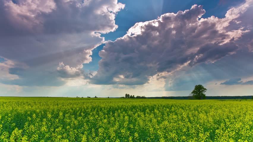 Rape field and dramatic sky, time-lapse