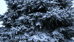 A huge Christmas tree covered with snow in a winter park. Panorama of a snowy landscape. Concept of winter holidays and Christmas season - Powered by Shutterstock - Get 15% off with code: PIKWIZARD15