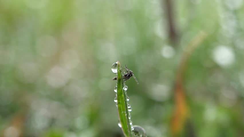 A small insect perched on a plant leaf after rainfall. Fresh dew and water drops glisten in soft natural light, revealing macro details of nature’s calm beauty.