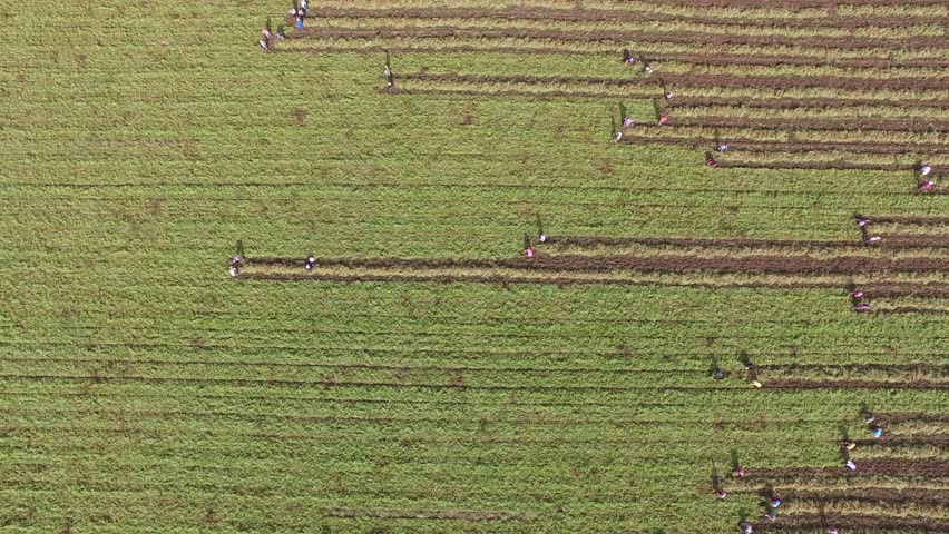 Aerial view of farm workers harvesting crops by hand in a large flat field. Laborers form a straight line across golden farmland under warm sunlight in a traditional agricultural scene.