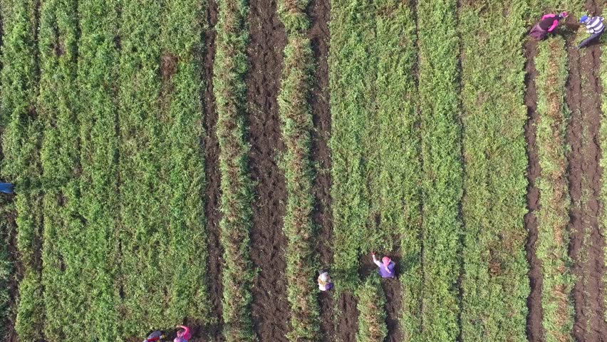 Aerial view of farm workers harvesting crops by hand in a large flat field. Laborers form a straight line across golden farmland under warm sunlight in a traditional agricultural scene.
