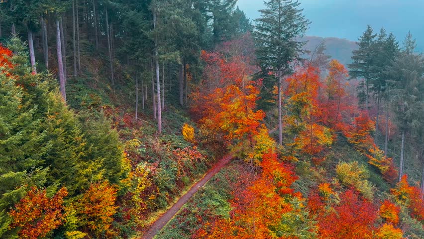 Autumn forest in the mountains on a foggy morning. High quality 4k footage