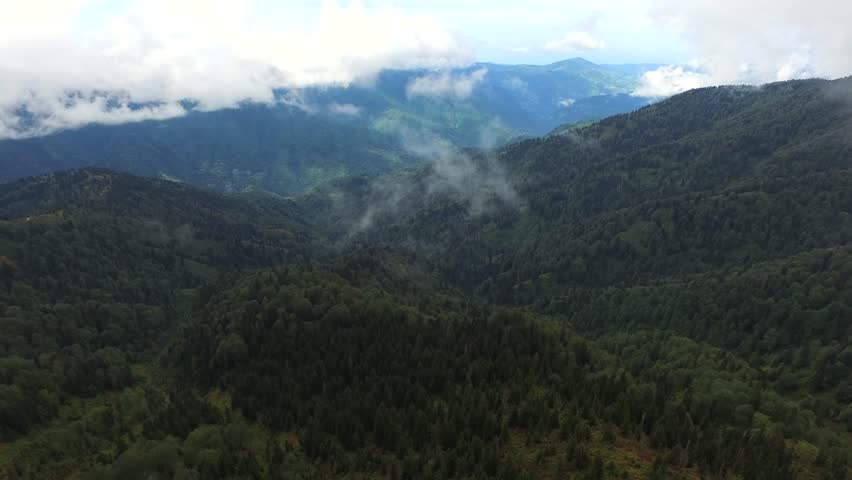Aerial view of dense pine trees covering the forests of Mount Aspiring National Park in New Zealand. Evergreen conifers form geometric patterns across the mountain slopes under bright daylight.
