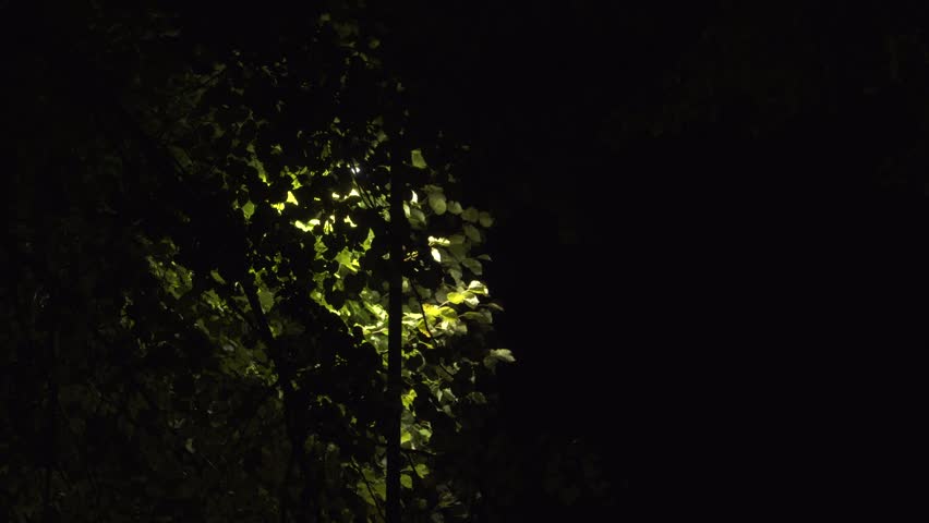 A lone lantern glows softly through dense foliage, lighting up green leaves of a tree - foliage against the deep darkness of the night, creating a calm and mysterious woodland mood.