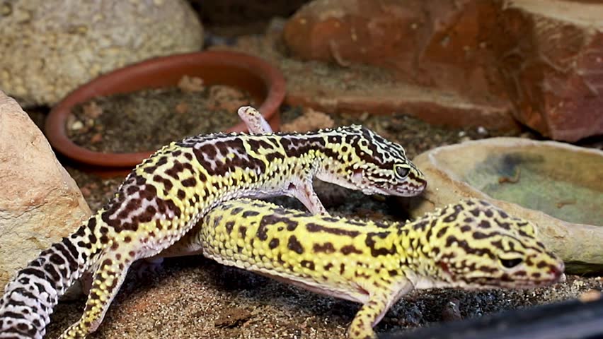 A colorful leopard gecko with a friend in the warm lighting of a terrarium