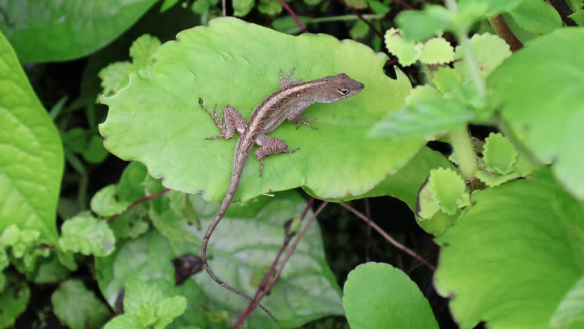Closeup video of a brown anole lizard perched on a green miracle leaf, making eye contact with the camera in windy, cloudy weather. Florida, September 28, 2025