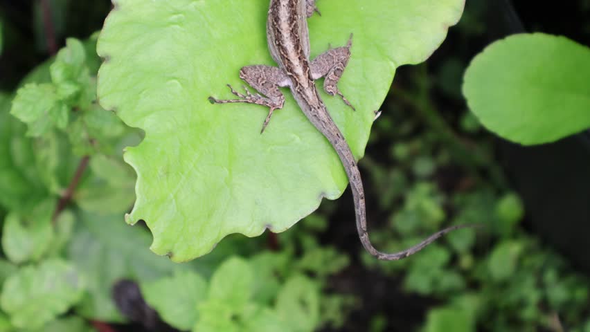 A detailed macro shot of a brown anole’s tail, hind legs, and full body positioned on a fresh green green miracle leaf (Bryophyllum pinnatum). Florida, September 28, 2025