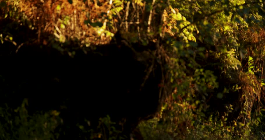 A misty forest with a stream of water. The orange sun is shining through the trees with a bright red and orange colorful atmosphere. Pan right shot.