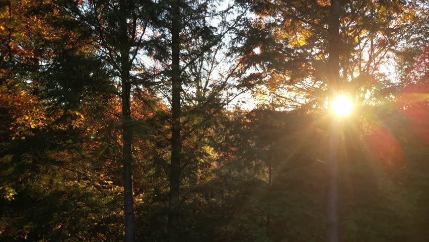 Aerial ascending looking through pine trees at sun in Ontario Canada in fall