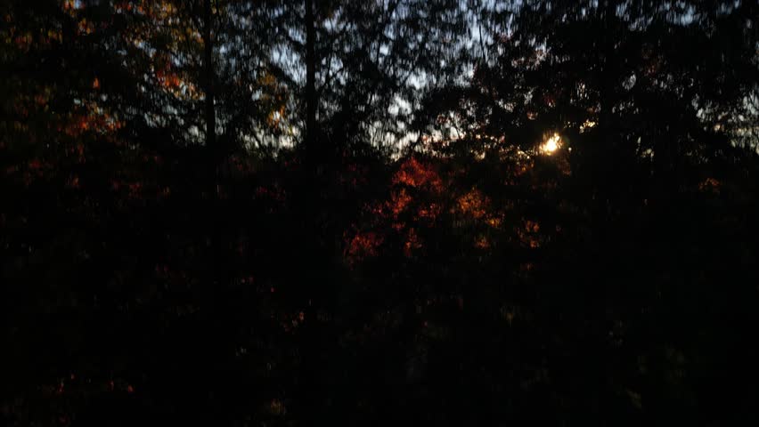 Aerial ascending looking through pine trees at sunset in Muskoka Lake district in Ontario Canada