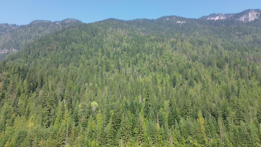 A stunning aerial view flies over the rolling hills of a vast and dense pine forest. The endless sea of treetops creates a rich, textured landscape under a clear blue sky.