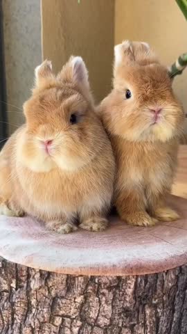 Charming Portrait of Baby Rabbits Sitting Side-by-Side on a Rustic Stump.