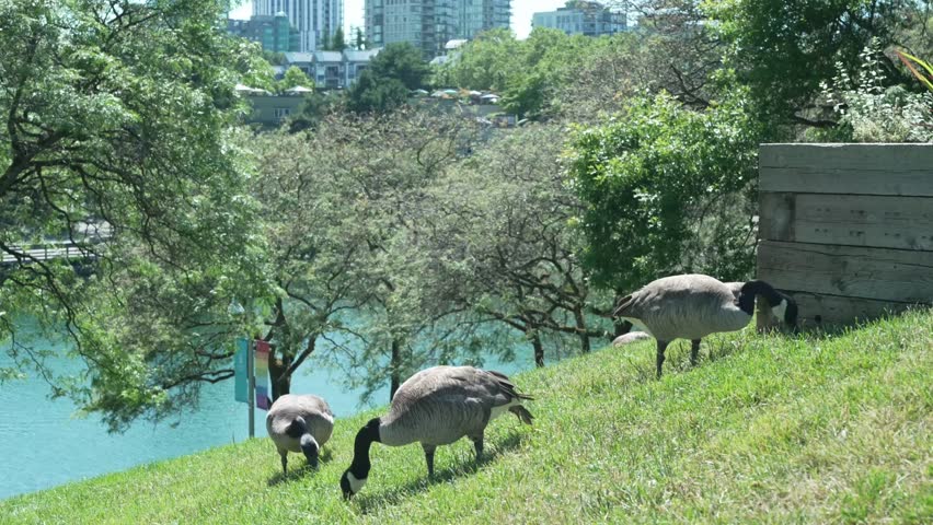 Summer Wild Geese in the park