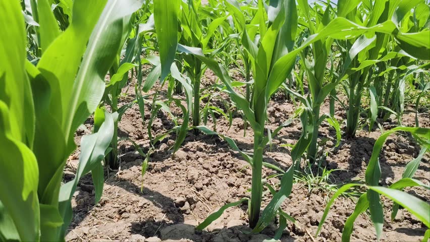 Young green corn plants growing fertile in the agriculture field. Maize plantation, cornfield, seedlings, farmland, gardening