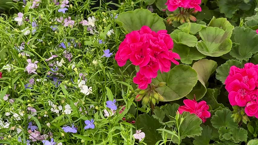 A lively tangle of wild cottage garden flowers spills over with joyful abandon, pastel-hued blossoms mingling in a painterly English countryside bloom
