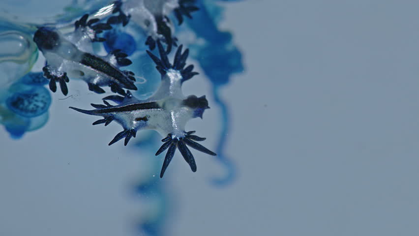 Beautiful Blue Dragons are small, shiny silver-blue creatures that look beautiful and unusual. However, they contain deadly poison from the prey they eat, such as the fire jellyfish.