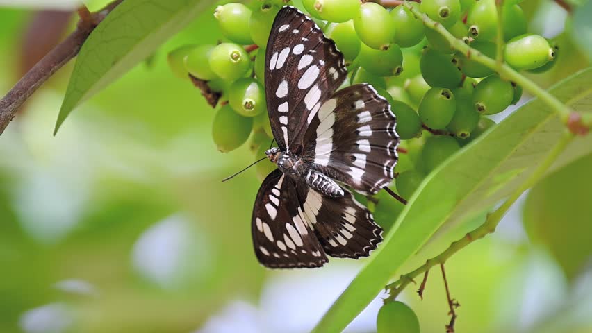 Common Sergeant butterfly (Athyma perius) slowly moving on branch in slow motion