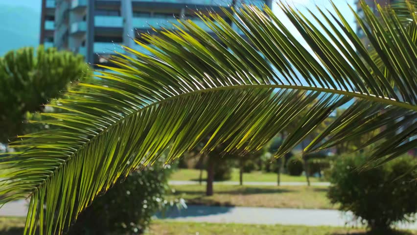 Luxury apartments in a tropical-inspired neighborhood, modern lifestyle and comfort.