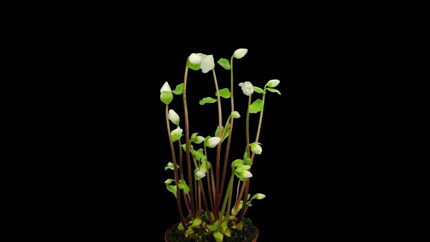Time lapse of growing and opening Helleborus Christmas rose isolated on black background