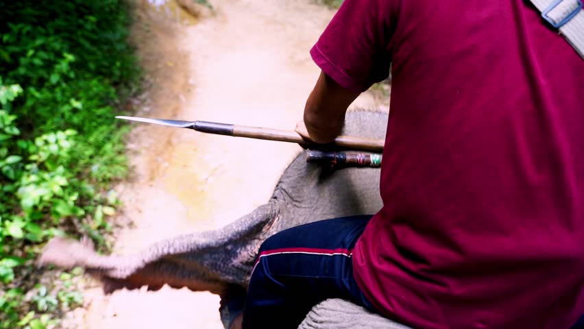 Elephant mahout on the neck of an elephant