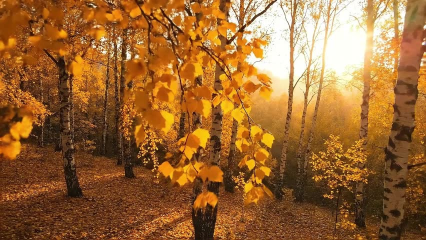a beautiful autumn forest scene with yellow leaves and birch trees. the golden sunlight creates a warm and inviting atmosphere. enjoy the scenic landscape of the fall season.