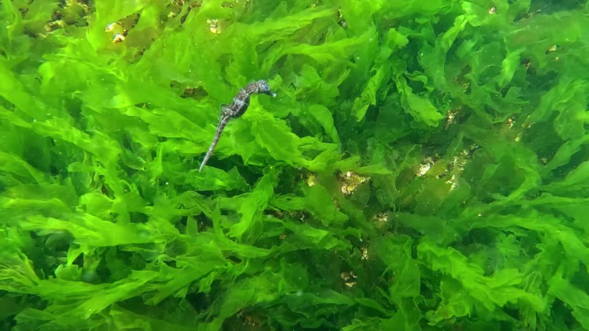 Long-snouted seahorse - Hippocampus hippocampus swims against the background of macrophyte seaweed in the Black Sea