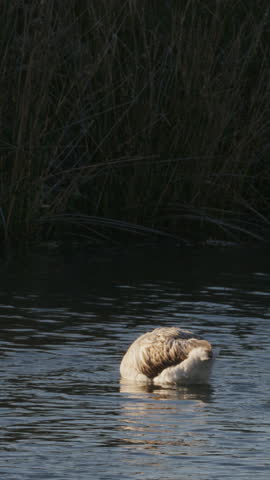 Young gray flamingo dipping its beak into the water to feed. This beautiful wild bird swims peacefully in a calm marsh at sunset