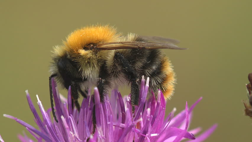 Forest bumblebee collects nectar from lilac thistle flower, inserting its proboscis into each petal. Macro view in wild