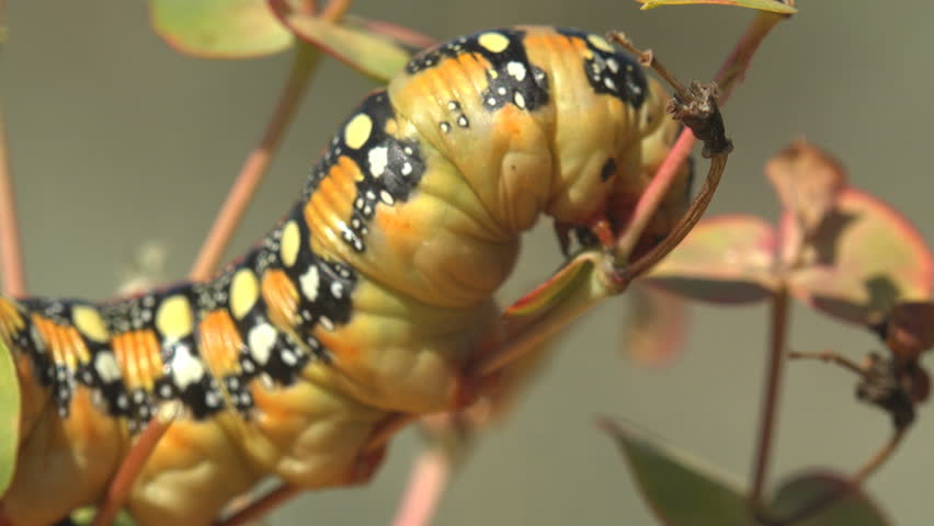 Macro insect view of caterpillar sitting on horizontal branch and staggering in summer wind. Hyles Euphorbiae, yellow caterpillar with black spots all over body, hanging branch
