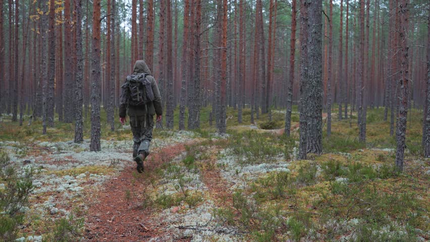 Hooded bushcrafter walks through a quiet pine forest. A rugged man moves along a narrow trail. Moss and lichen cover the forest floor. Bushcraft and wilderness survival. Solo forest trekking concept
