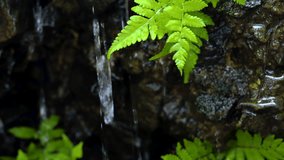 Beautiful close-up view of green leaves covered in raindrops, symbolizing freshness, purity, and natural wellness. Ideal for spa, relaxation, meditation, and nature-themed visuals. Perfect  - Powered by Shutterstock - Get 15% off with code: PIKWIZARD15