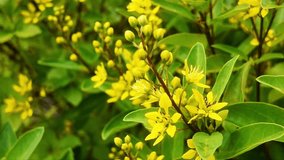 4K macro footage of Galphimia glauca (Mexico Star Flower), a tropical shrub producing golden yellow blossoms. Ideal for botanical teaching, plant science visuals, and nature documentaries. - Powered by Shutterstock - Get 15% off with code: PIKWIZARD15