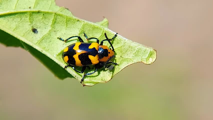 Macro of Black and Yellow Patterned Beetle on Bright Green Leaf 4K