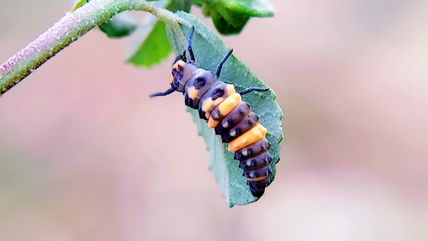 SLO-MO Macro of Ladybug Larvae (Coccinellidae) Crawling on a Leaf 4K