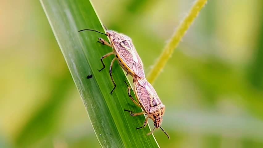 Stinky Ladybugs (Pentatomidae) Crawling While Mating on Grass Leaves 4K