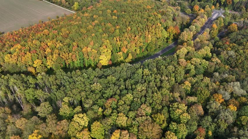 Overhead drone image of a winding park path between mixed autumn trees, with a parallel road on the edge. Colorful canopy and shadows. No people.