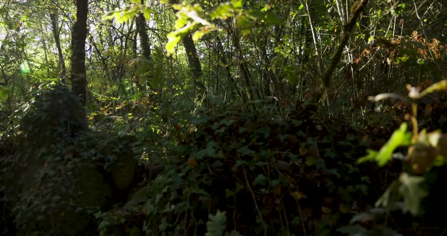 A forest with a lot of trees and a lot of green ferns. The leaves are brown and the sun is shining through the trees