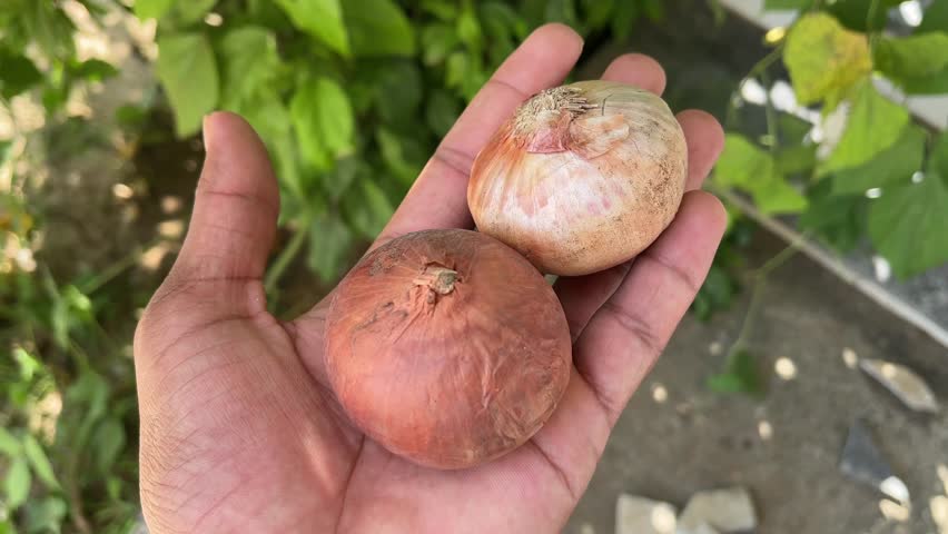 Two Onions in Hand Close-Up | Fresh Red Onions Holding Macro View Natural Footage